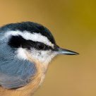 Red-breasted Nuthatch